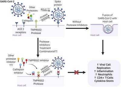 Frontiers COVID 19 Targeting Proteases In Viral Invasion And Host